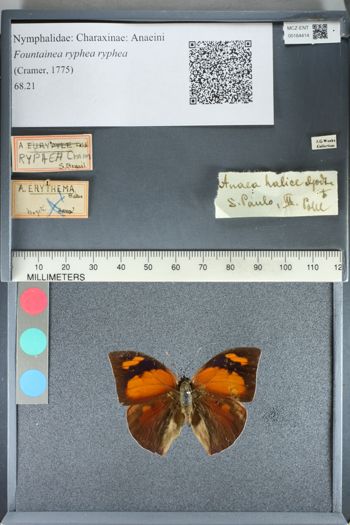 Media type: image;   Entomology 164414